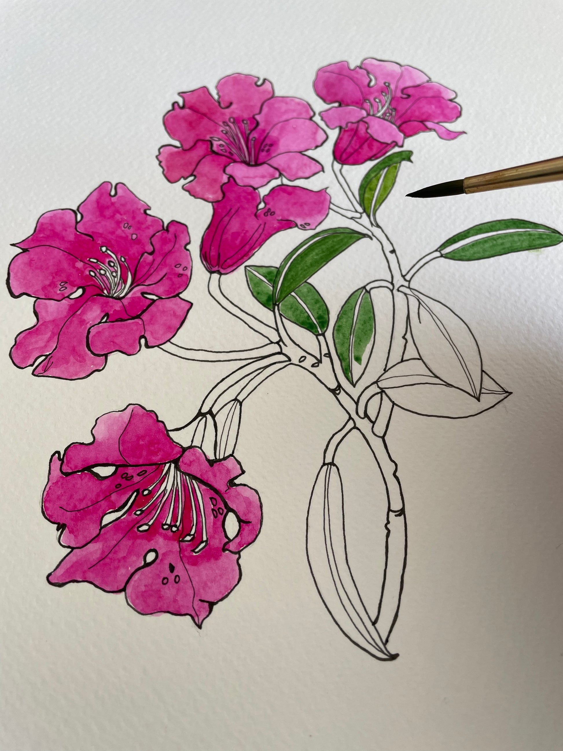 original illustration of Rhododendron flower