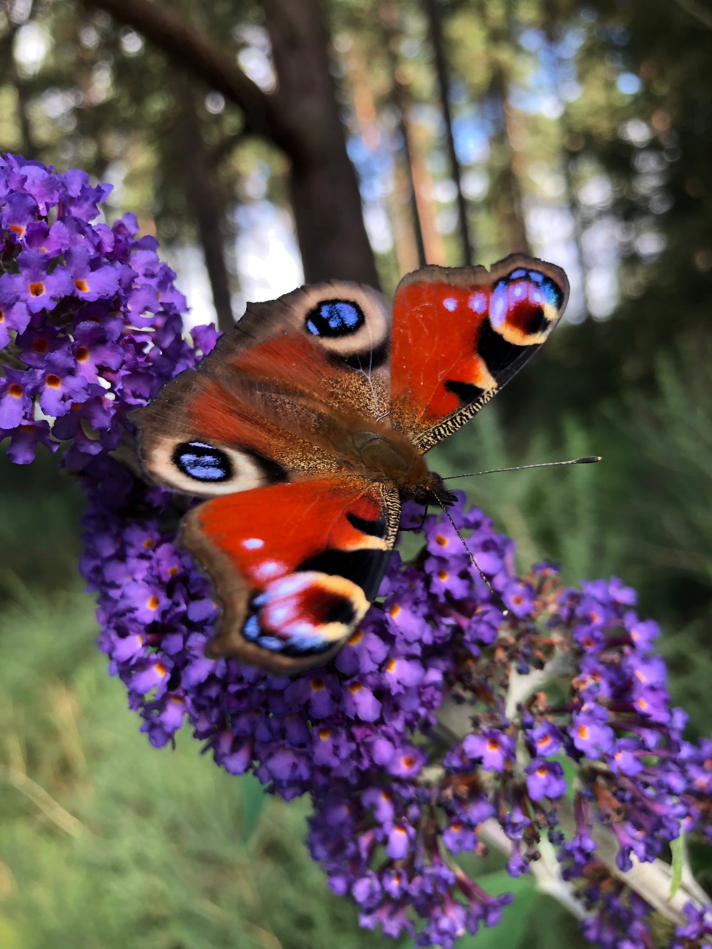 Photograph of a Peacock butterfly on a purple and green nature background