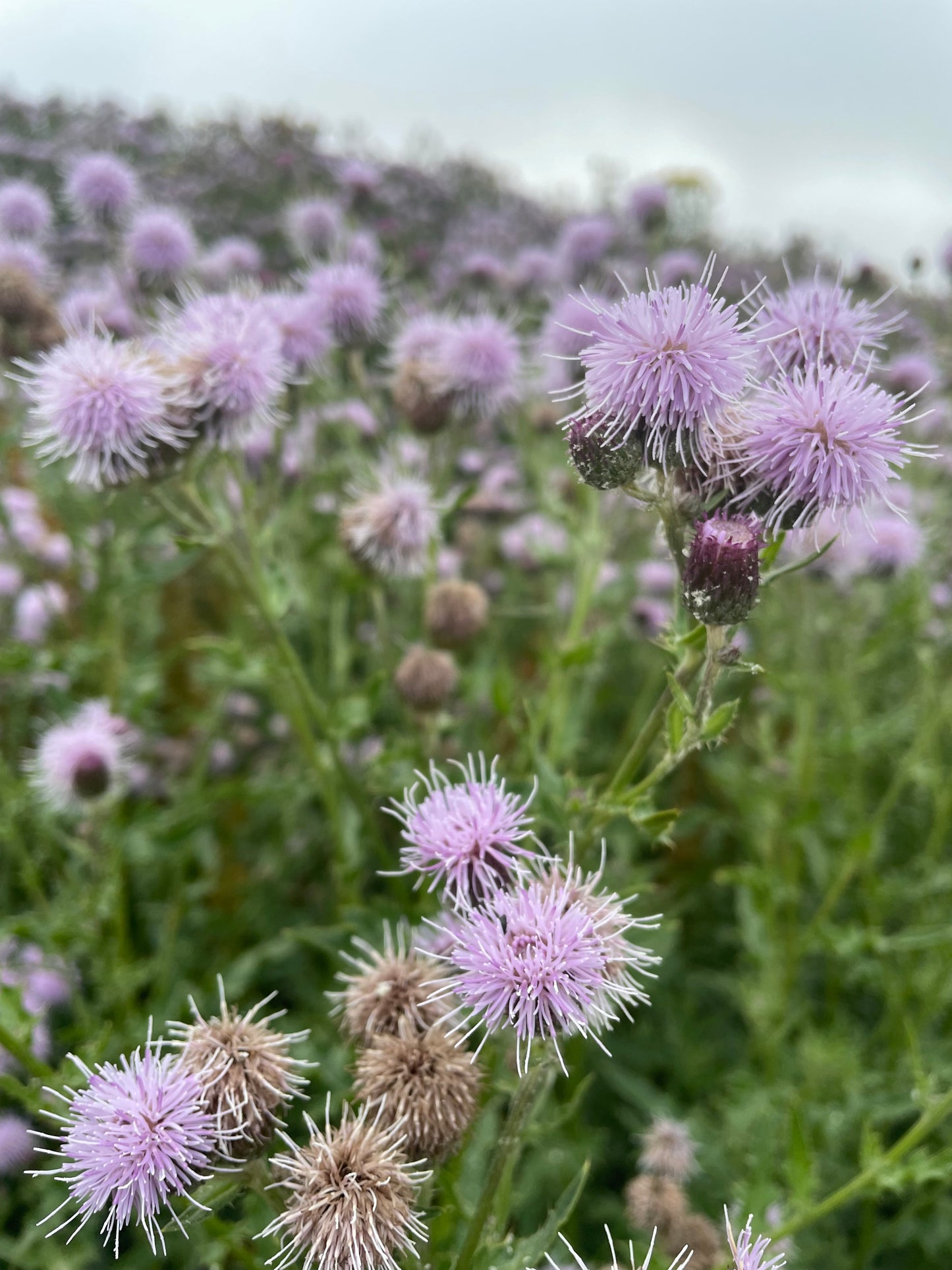 Scottish Butterflies & Thistles Cushion