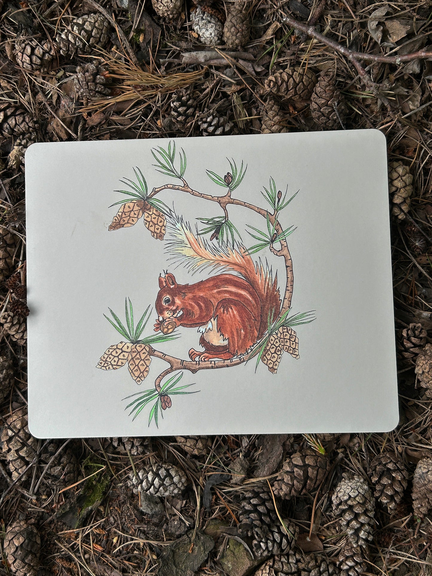 Red Squirrel Design, Placemat - Highland Forest